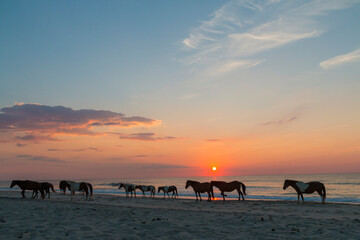 feral horses on Assateague beach in a early morning summer sunrise.