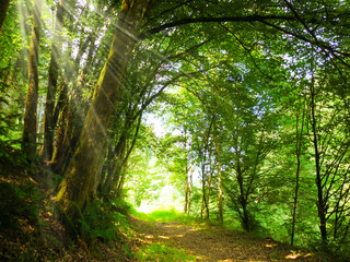 Wald Weg grün Urwald Tunnel Laubwald Sonnenstrahlen leuchten in den dichten feuchten Wald Sommer...