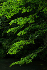暗い森を流れる川岸で緑の葉が並ぶ
