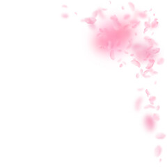 Sakura petals falling down. Romantic pink flowers corner. Flying petals on white square background.