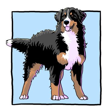 bovaro del bernese