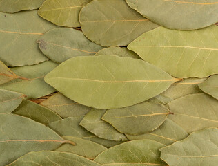 Obraz premium Dry Bay Leaves, Laurel Leaf Seasoning Isolated Top View