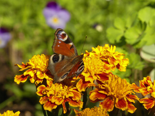 European peacock  butterfly on garden flowers