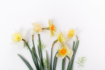 Fototapeta na wymiar Pretty yellow daffodils on white background isolated