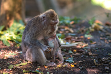 Monkeys in monkey forest in Bali