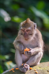 Naklejka na ściany i meble Monkeys in monkey forest in Bali