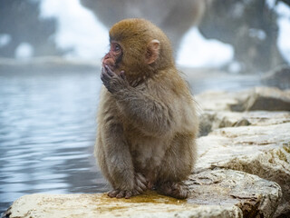 Japanese snow monkey sitting beside hot spring 31