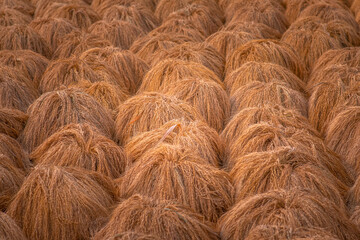 Ripe rice is drying after gathering harvest
