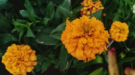 flower of zinnia elegans