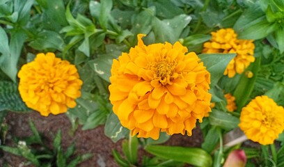 flower of zinnia elegans