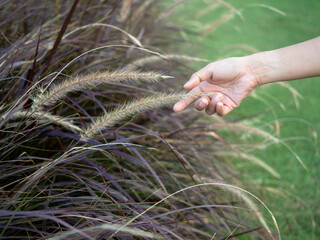 Woman's hand touching wild grass.