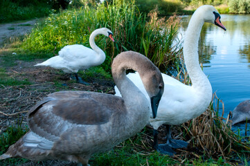 White swan onlake shore. Swan on beach. Swan on shore