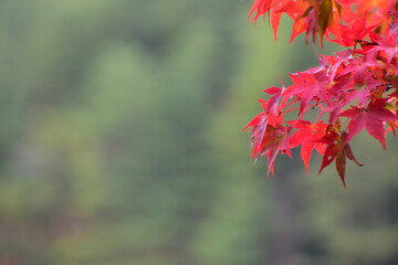 緑のバックに赤が際立つ紅葉の葉