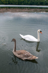 white swans group on the lake swim well under the bright sun