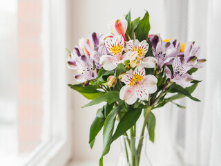 Colorful Alstroemeria flowers in glass vase on window sill. Natural spring background with white and violet flowers. - 417622469