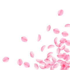 Sakura petals falling down. Romantic pink silky big flowers. Thick flying cherry petals. Scattered b