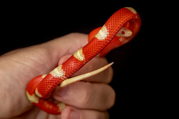 Lampropeltis triangulum, commonly known as the milk snake or milksnake, is a species of kingsnake