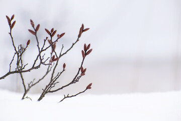 close up Myrica gale bush branches with snow. Low angle winter botanical scene. Depth of field. Soft natural forest minimalistic nature background.