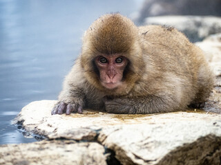 Japanese snow monkey sitting beside hot spring 33