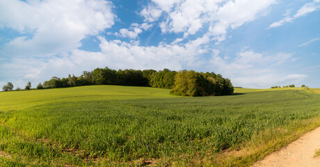 Sunny summer day  country road, green meadows and blue sky