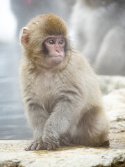 Japanese snow monkey sitting beside hot spring 34