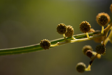 Close up Green Leaf in The Park with Breeze.