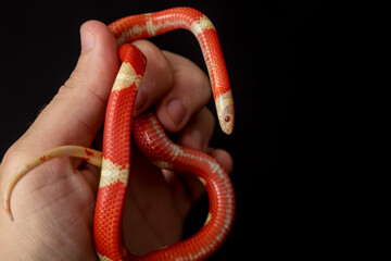 Lampropeltis triangulum, commonly known as the milk snake or milksnake, is a species of kingsnake