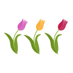 Spring Flower tulip, Vector color isolated