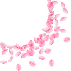 Sakura petals falling down. Romantic pink silky big flowers. Thick flying cherry petals. Large radia