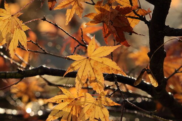 公園の落ち葉 紅葉