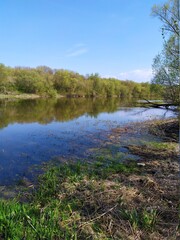 Fototapeta premium the river in the forest