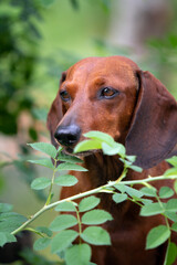 Red dachshund dog in nature background