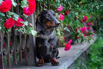 Dachshund dog in nature background