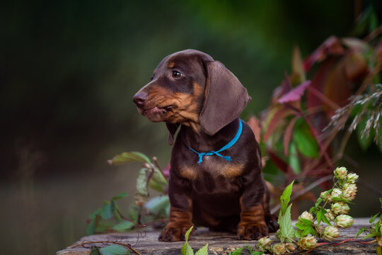 Chocolate dachshund puppy on nature green background