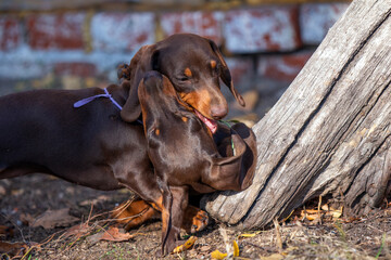 Playful dachshund miniature puppies 