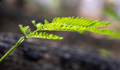 green leaves, leaflets in the forest