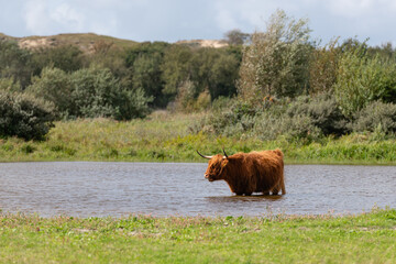 Highland cow in a grassland, standing in a pool of water.