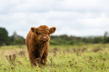 Juvenile Highland cow looking towards the viewer. It is standing in a grassland of Lentevreugd in The Netherlands