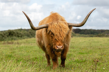 Highland cow grazing in the grassland of Lentevreugd in The Netherlands. The cow is looking towards the viewer.