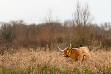 Highland cow grazing in a natural habitat of Lentevreugd in The Netherlands during winter season.