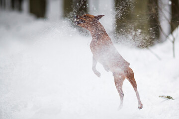 thoroughbred miniature brown pinscher on a white background. snow, active games