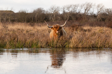 Highland cow grazing at the edge of a pond with a blurry refection. The water has a sliver of ice on it.