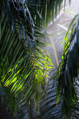 Palm leaf in amazing light leaks