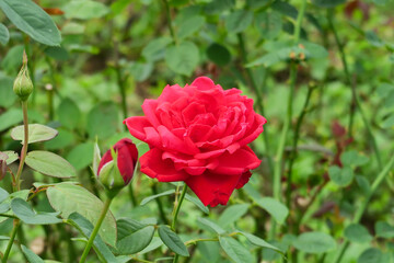 pink rose in garden