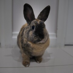 Brown and black rabbit with black nose and ears