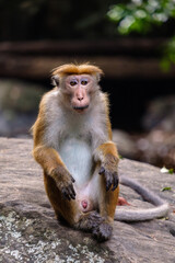 Adult monkey sitting on the rock