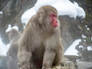 close up adult Japanese macaque snow monkey 2