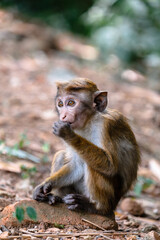 A cute monkey in Royal Botanical Garden