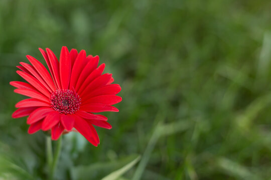 red daisy flower