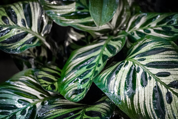 Calathea makoyana pattern green leaves natural background
